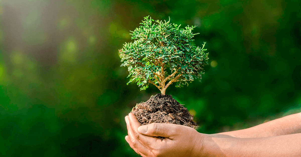 Sugestão de Leitura: Sustentabilidade